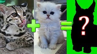 15 unbelievable cute cross breed cats