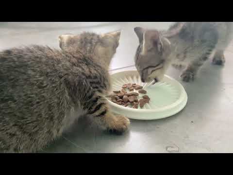 Nafisa and Kaureen Feeding Baby Cats In Morning