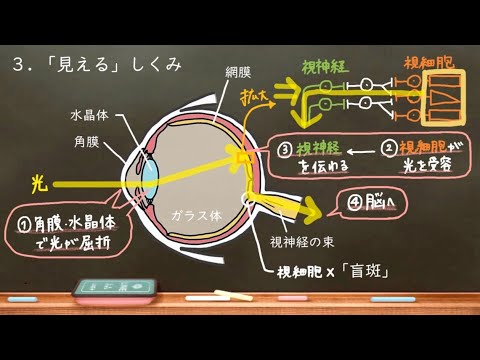 ランパニクタス・クロコディルス