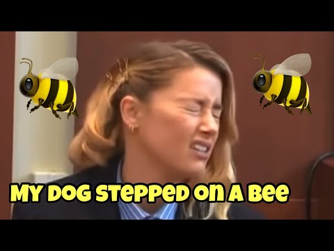 MY DOG STEPPED ON A BEE 🐝- FULL CLIP - AMBER HEARD & JOHNNY  DEPP TRIAL