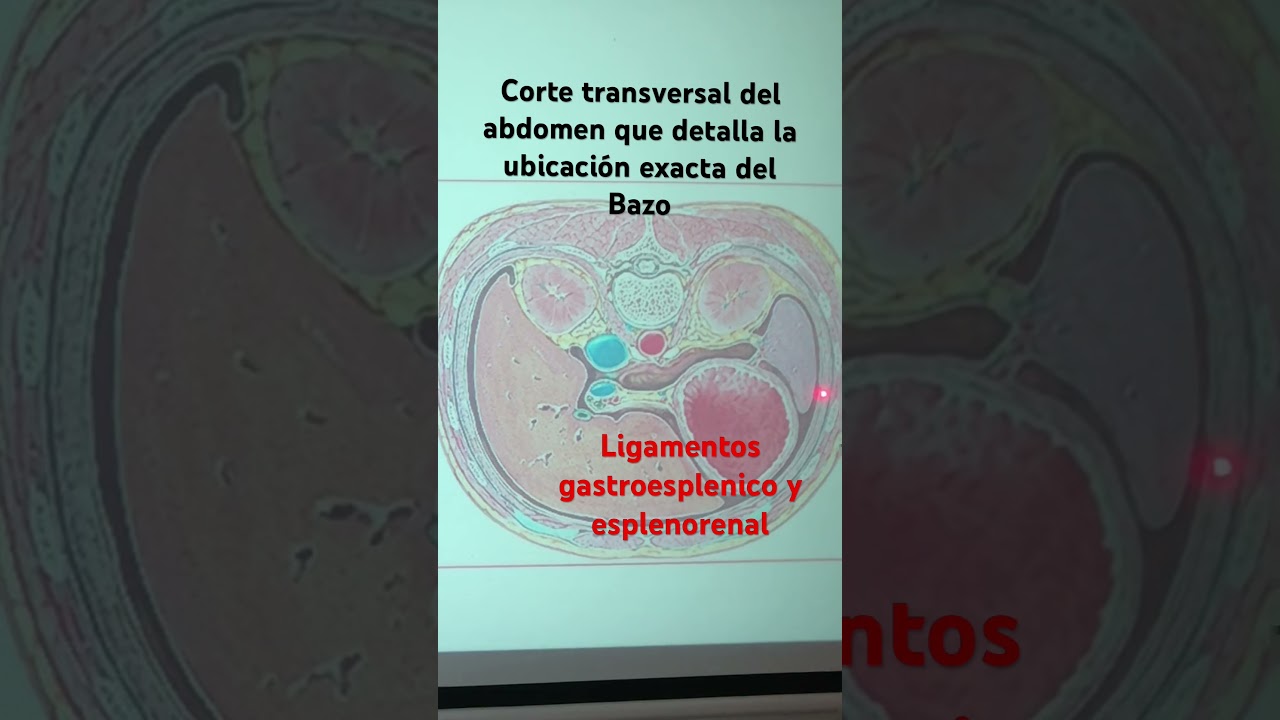 #bazo ubicación topográfica exacta. #ligamentos #medstudent #medico