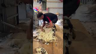 Shearing a sheep in 60 seconds
