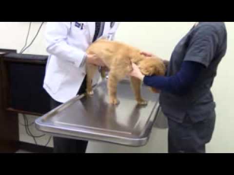 Dog Exam at Animal 911 Veterinary Hospital
