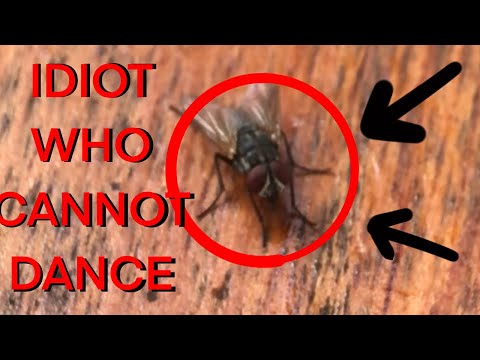 IDIOT FLY FAILS TO DANCE TO FUGAZI SONG DESPITE HAVING 6 LEGS!! NOT CLICKBAIT