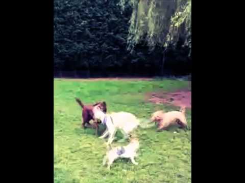 hinckley pets in home video.