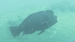 preview picture of video 'Scuba Diving at Batticaloa, from Premlanka Hotel, Sri Lanka'