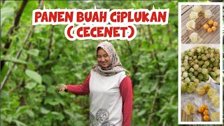 Download lagu PANEN BUAH CIPLUKAN mp3