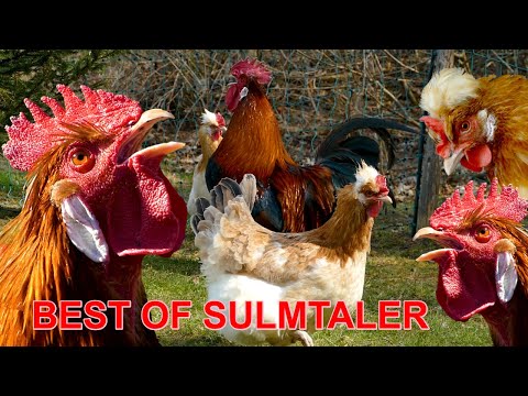 BEST OF SULMTALER - Krährufe von Sulmtaler-Hähnen zum Testhören und Vergleichen - Sulmtaler Hühner