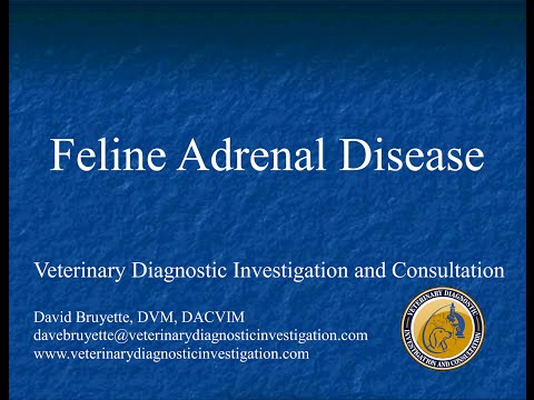 Feline Adrenal Disease