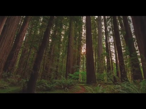 Forest Anon | Motivational | Change your life don't end it