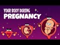 Your Organs When You Re Pregnant Organismo
