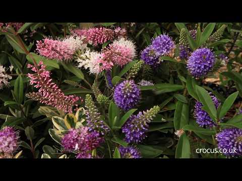 How to grow Hebes | Crocus.co.uk