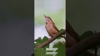 Tenderly calling. John Denver