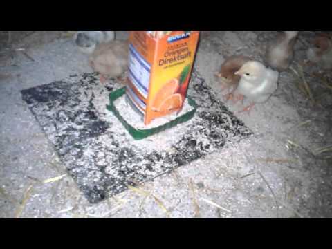 Kükenaufzucht, bei Naturbrut