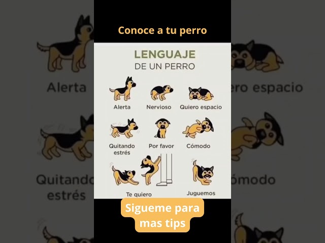 Vídeo relacionado con El lenguaje corporal de los perros: Descifra la mente canina para que tu mascota sea más feliz