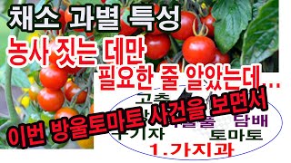 채소 과별 특성, 농사 짓는 데만 필요한 줄 알았더니 소비하는 데도 필요하군요(가지과 특성, 토마토, 방울토…