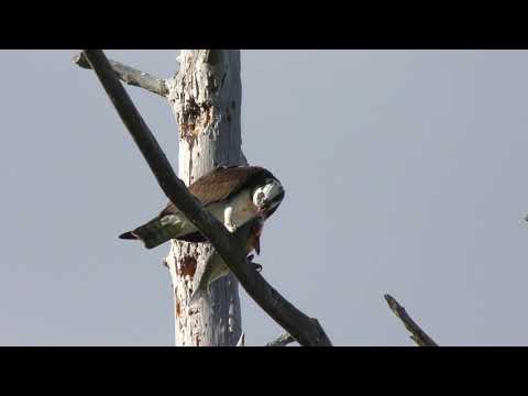 Osprey feeds on fish in Florida wetlands