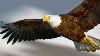 Download lagu suara burung elang mp3