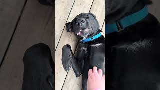 Video preview image #1 Labrador Retriever-Unknown Mix Puppy For Sale in Woodbury, NY, USA