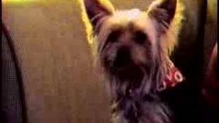 preview picture of video 'Meet Rufus, our Yorkie'