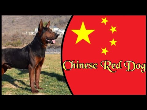 Chinese Red Dog - Secret Tip for Powerdog Friends