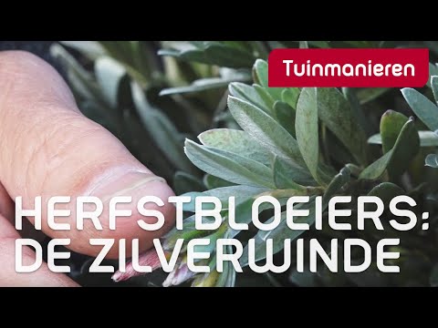 Wat bloeit er in het najaar? De Zilverwinde!!