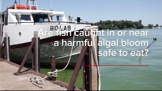 HABs FAQs: Are Fish Caught in a Harmful Algal Bloom Safe to Eat?