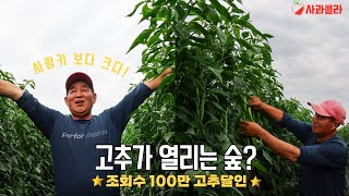 [고추재배]세상에 이런 일이/ 다수확 폭풍 성장 고추밭 8.28