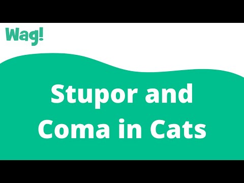 Stupor and Coma in Cats | Wag!