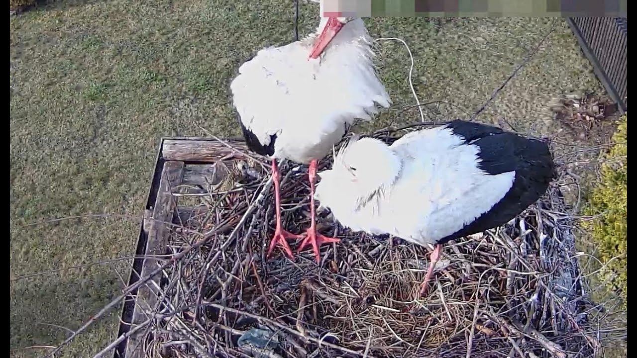 Live webcam view of Nido de Cigüeña Blanca en Molendy