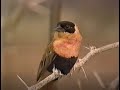 Canadian Sesame Street Bird Song 1990s