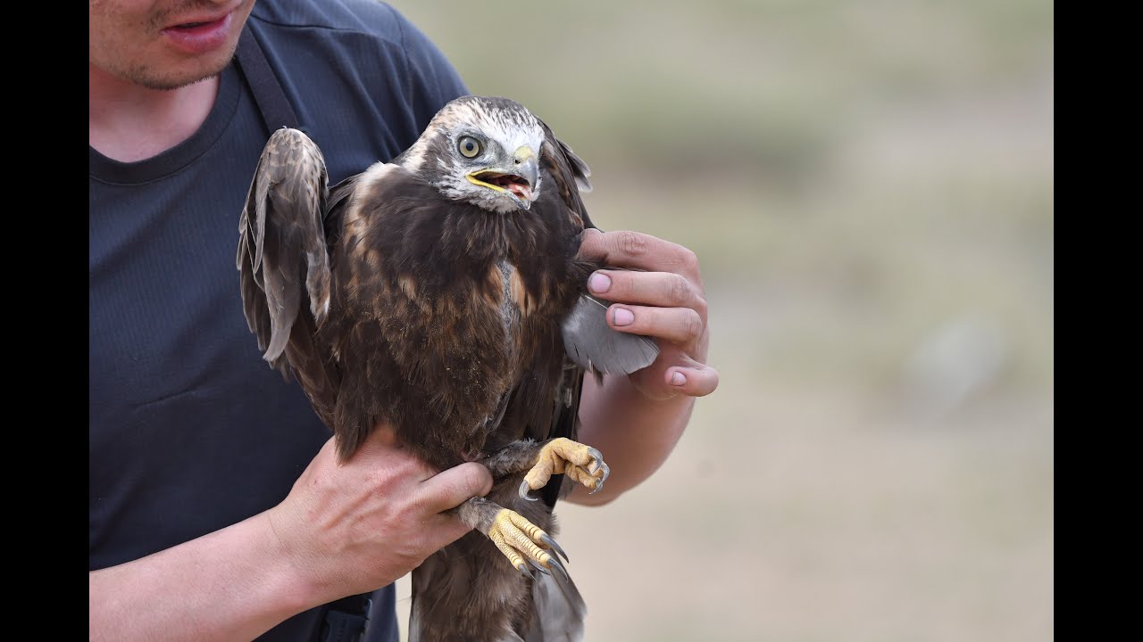 MBZRCF - Our Four Pillars of Conservation