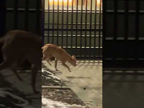 Puppy Dog Ottawa Canada 🍁 🇨🇦