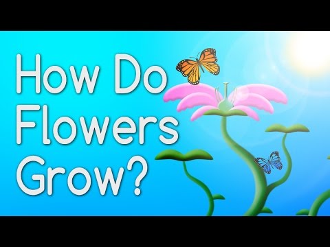image-Which plant has flowers?