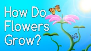 How Do Flowers Grow From Seeds? Educational Video for Kids