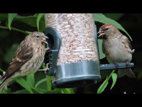 Redpolls