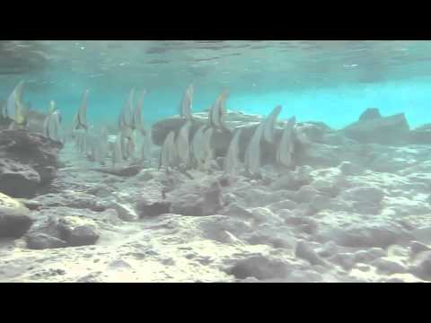 AL NABILA GRAND MAKADI RESORT Подводный мир