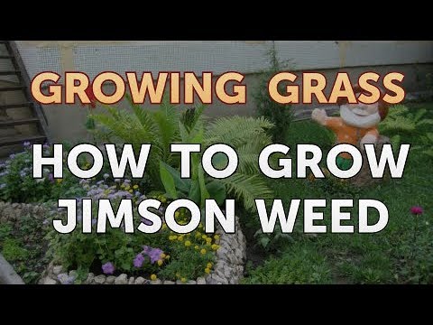 How to Grow Jimson Weed