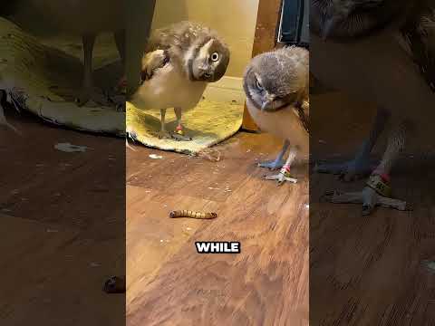 Why Are Owls So Chill?