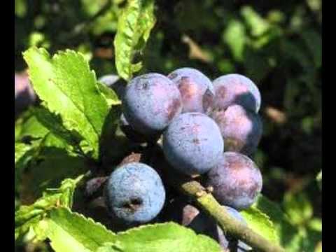 Pronobros - Te gusta la prugna?