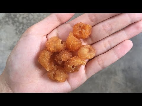 download lagu mp3 mp4 Dried Longan, download lagu Dried Longan gratis, unduh video klip Dried Longan