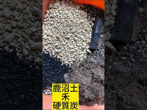 最も香りのよいバラの品種トップ 5: 歴史、栽培、維持管理  庭園