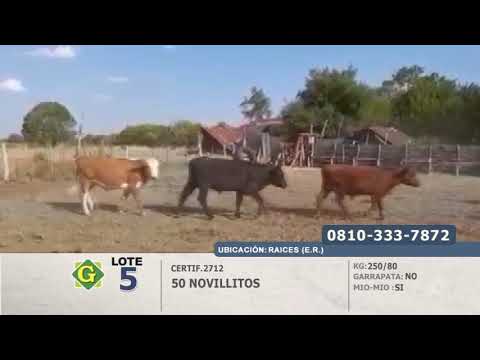 Lote 50 Novillitos en Raices (E.Rios)