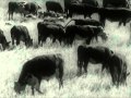 Virgil Thomson - "Cattle" from "The Plow That Broke the Plains"