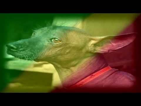 Bruce  Little Chien Fè.mp4