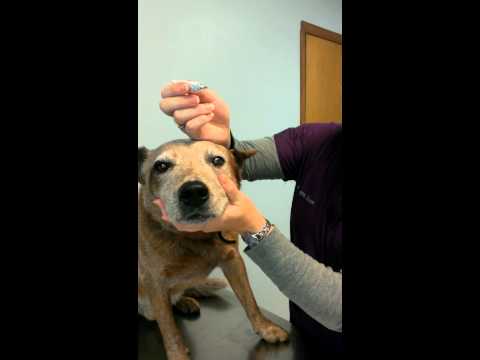 How to apply eye ointment to a dog