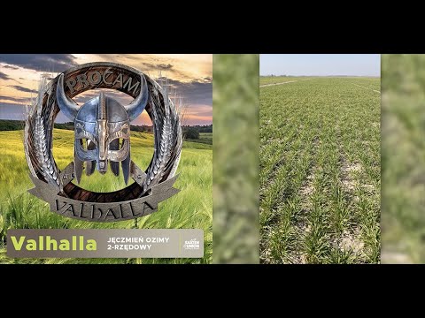 Valhalla – mityczna potęga plonu - nowa odmiana jęczmienia ozimego 2-rzędowego w ofercie PROCAM.