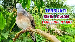 Download lagu The Best 100% Turtle Dove Sound for Luring and Attracting mp3