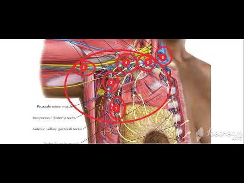 Breast lymphatic drinage 3