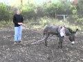 Donkey Power